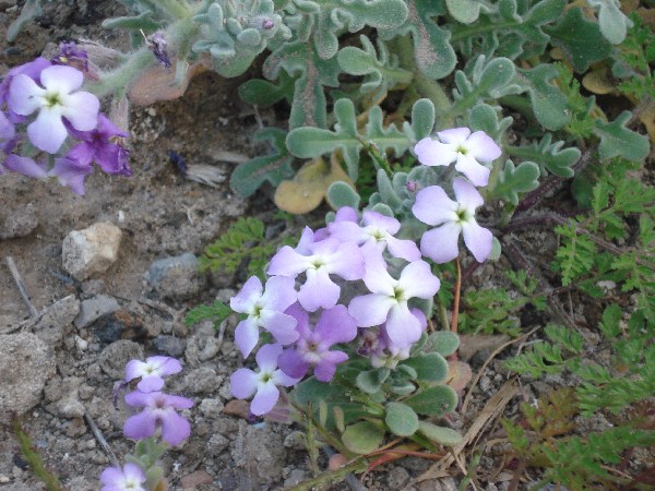 Matthiola cfr. tricuspidata e Cakile maritima